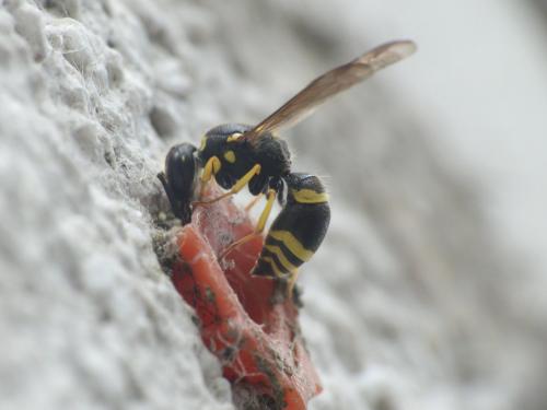 Ancistrocerus gazella